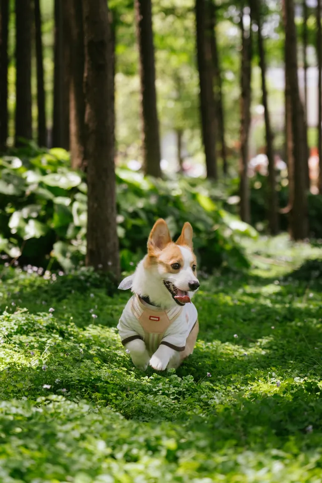 Photo of a dog shot at f/1.4 in a shared transfer gallery